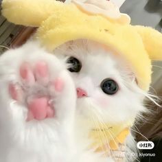 a close up of a cat wearing a yellow hat with its paw in the air