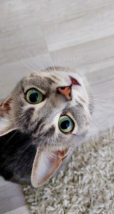 a grey cat with green eyes laying on the floor looking up at the camera while it's paw is in the air