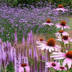 purple and white flowers in the middle of a field