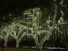 people are standing under the trees covered in lights