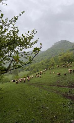 a herd of sheep walking across a lush green field next to a forest on a cloudy day