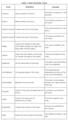 table 1 basic anatomy terms for the body and their functions in each part of the body