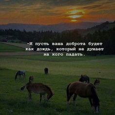 horses graze in a field at sunset with a quote from the famous author, karl korolov