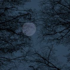 the full moon is seen through some trees