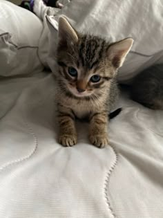 a small kitten sitting on top of a bed