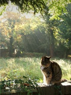 a cat sitting on top of a brick wall next to a green forest filled with trees