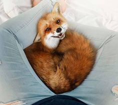 a red fox curled up in a pillow on top of someone's bed with his mouth open