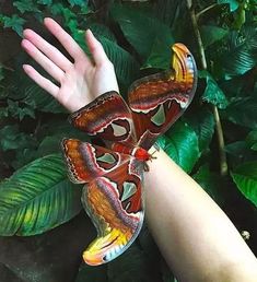 a butterfly that is on someone's hand in front of some plants and leaves