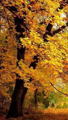 an autumn scene with yellow leaves on the ground and trees in the foreground,