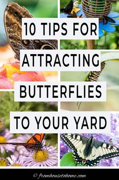 10 tips for attracting butterflies to your yard