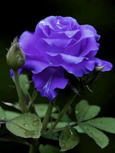 a purple rose with water droplets on it's petals and green leaves in front of a black background