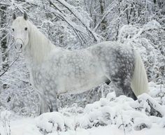 a white horse standing in the snow next to trees