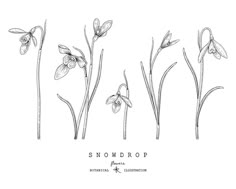 snowdrop flowers line art drawing on white background stock photo royaltyvectors and