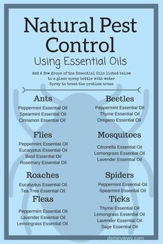 Essential Oils Ants, Bug Spray Recipe, Oregano Essential Oil, Thyme Essential Oil, Spearmint Essential Oil, Cinnamon Essential Oil, Natural Pest Control, Using Essential Oils, Household Cleaning Tips