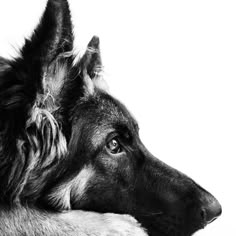 a black and white photo of a german shepherd dog looking off into the distance with his ears folded