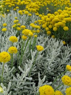 many yellow and white flowers in a field