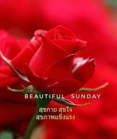 a red rose with the words beautiful sunday on it