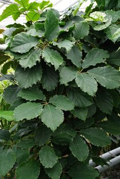 green leaves growing on the side of a tree in a greenhouse with other plants behind it