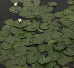 lily pads floating on top of a pond filled with water lillies and white flowers