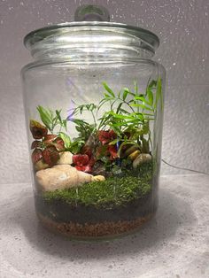 a glass jar filled with plants and rocks