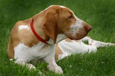 a brown and white dog laying in the grass