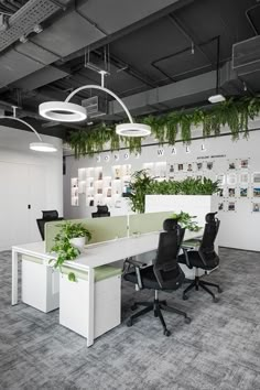 an office with plants hanging from the ceiling and two desks in front of them