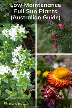 four different types of flowers with text overlay that says low maintenance full sun plants australian guide