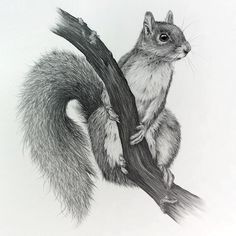 a pencil drawing of a squirrel on a tree branch