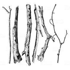 four different types of tree branches in black and white stock photo, images and royalty