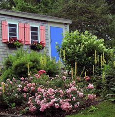 a garden with pink flowers in front of a blue building and red shuttered windows