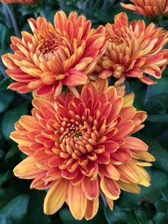 an orange and yellow flower with green leaves in the background