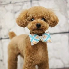 a small brown dog with a bow tie on it's neck standing in front of a brick wall