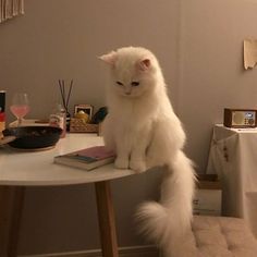 a white cat sitting on top of a table