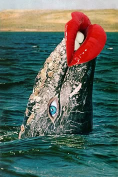 a humpback whale with its mouth open in the water, looking like it's coming out of the ocean