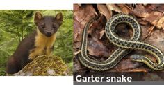 an animal that is sitting on top of a tree branch and another image of a snake