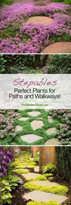 several different paths and walkways with purple flowers in the background