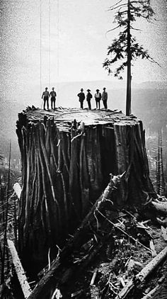 some people standing on top of a tree stump