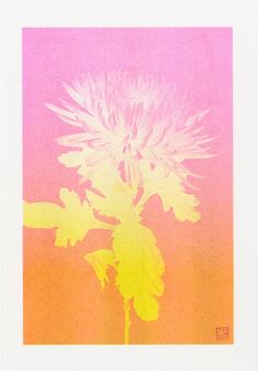 an image of a dandelion on a pink and yellow background