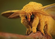 a close up of a yellow insect with long horns on it's back legs