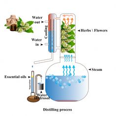 the diagram shows how water is being used to make plants grow in their own environment