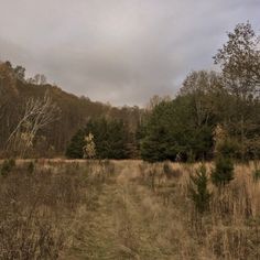 a dirt path in the middle of a field with tall grass and trees on both sides