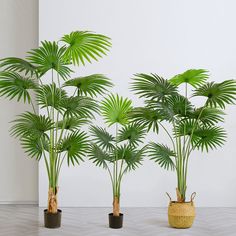 three potted palm trees sitting next to each other on top of a white floor