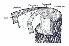 the structure of a tree stump