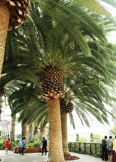 palm trees and people walking around in a garden area with lots of greenery on either side