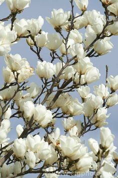 white flowers are blooming on a tree