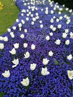 white tulips and blue flowers are in the middle of a flowerbed garden