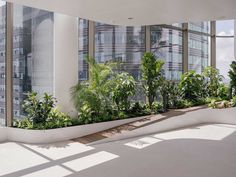 an indoor garden with plants and trees in the middle of a large windowed area