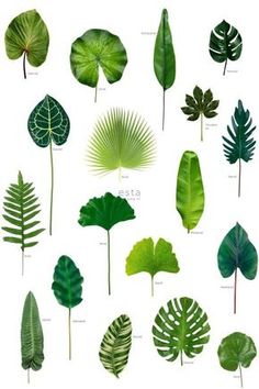 different types of leaves on a white background