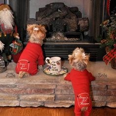 two small dogs in red sweaters standing next to a fire place with christmas decorations