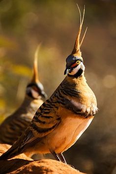 two birds standing next to each other on a rock